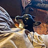 dog, indoor, blanket, curious, couch, wooden_floor, pet, animal, black_fur, white_fur, looking_up, ears_up, cozy, home, floor, fur, snout, companion, resting, domestic_animal