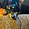 dog, indoor, couch, texture, floor, person, footwear, nike, slide_sandal, wood_floor, pet, closeup, looking_up, black_dog, white_markings, snout, ears, hopeful, casual, home