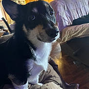 Yoka is registered to the contest to win money with this photo: dog, pet, indoors, blanket, fur, animal, living_room, couch, wood_floor, canine, cute, companion, black_fur, white_fur, small_dog, domestic_animal, portrait, fur_texture, house, cozy