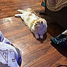 Luna is registered to the contest to win money with this photo: cat, fluffy_cat, indoor, wooden_floor, orange_and_white, lounging, fabric, clutter, cord, relaxed, pet, feline, flooring, home, domestic, animal, resting, looking_away, cozy, quiet