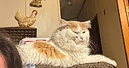 Luna is registered to the contest to win money with this photo: cat, fluffy_cat, orange_and_white, lounging, chair, cushion, indoor, wall_decor, rooster_ornament, hen_ornament, person_partial, brown_hair, cozy, home, relaxed, furniture, ceiling_light, door_frame, wall, portrait