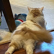 Luna is registered to the contest to win money with this photo: cat, fluffy, tail, wooden_floor, indoor, stuffed_toy, chair_leg, relaxed, pet, animal, feline, back_view, home, cozy, playful, fur, paws, flooring, toy, domestic