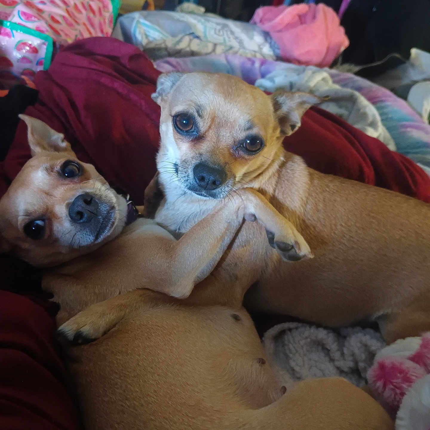 Tinkka And Karma is registered to the contest to win money with this photo: accessories, animal, bag, bed, bedroom, blanket, bulldog, canine, chihuahua, couch, cushion, dog, furniture, handbag, homedecor, hound, indoors, pet, puppy, room