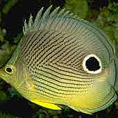 Guppy