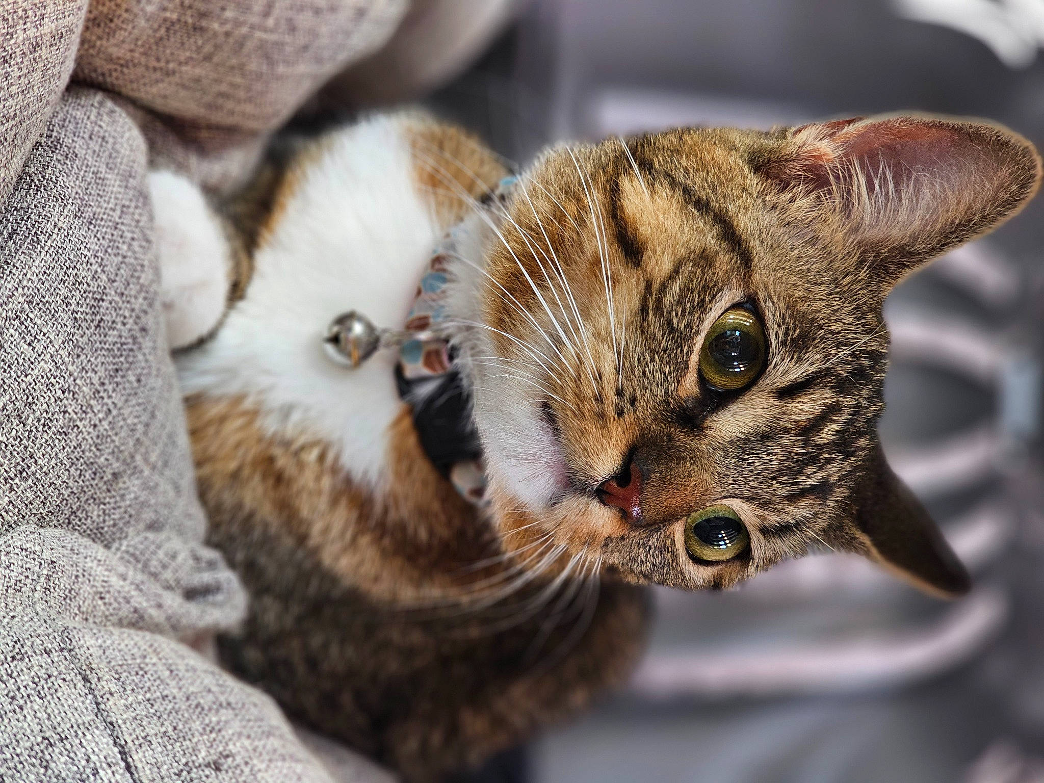 Mimi participe au concours pour gagner de l'argent avec cette photo : carnivore, cat, claw, domestic_short_haired_cat, felidae, fur, macro_photography, paw, small_to_medium_sized_cats, terrestrial_animal, tree, whiskers, wildlife