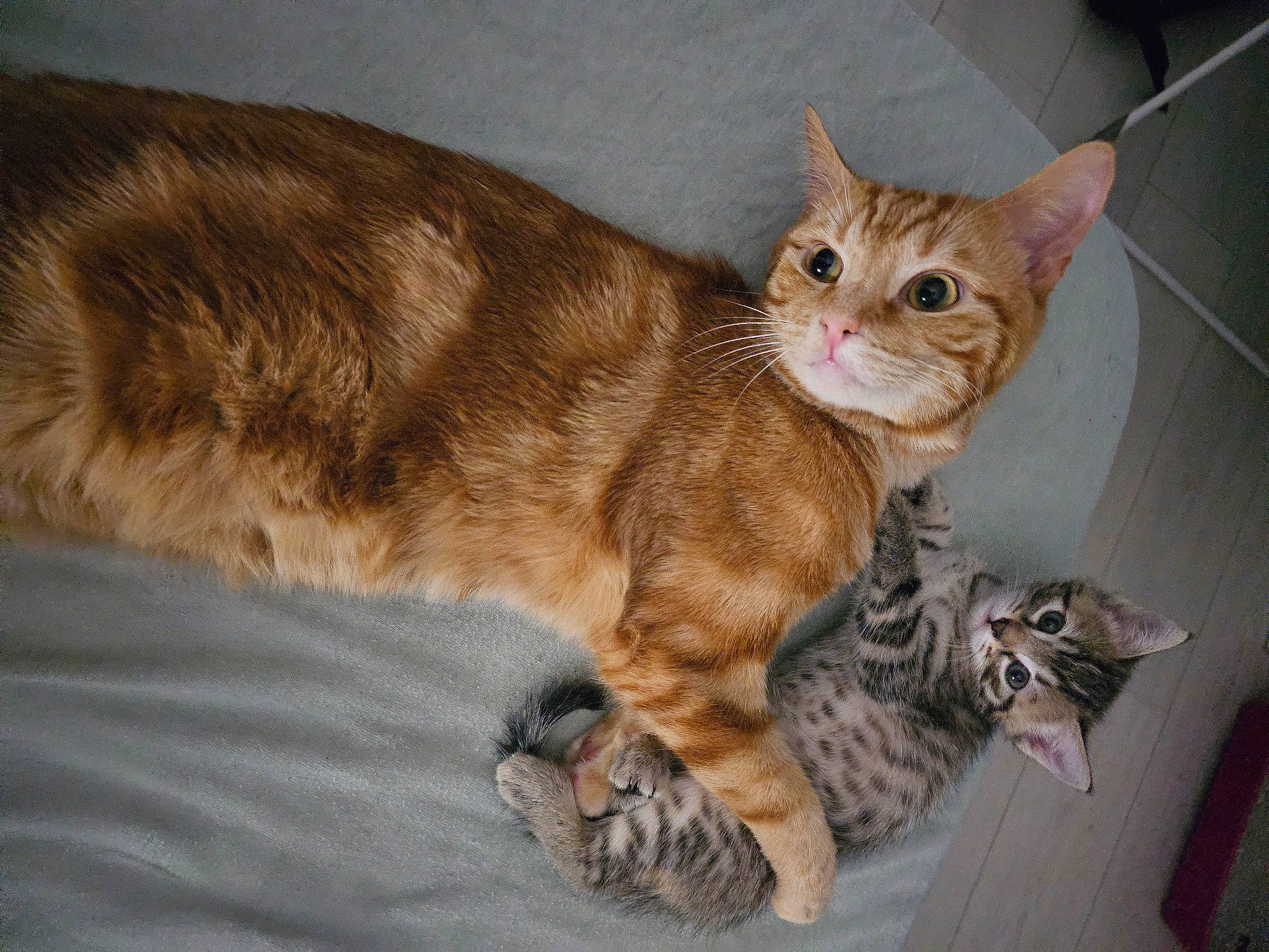 Tito a rejoint le concours — aidez-le/la à gagner de superbes lots ! carnivore, cat, claw, comfort, domestic_short_haired_cat, fawn, felidae, fur, paw, sitting, small_to_medium_sized_cats, snout, tail, terrestrial_animal, whiskers