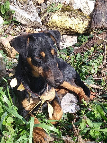Doudou participe au concours pour gagner de l'argent avec cette photo : austrian_black_and_tan_hound, beauceron, black_and_tan_terrier, canidae, carnivore, dog, dog_breed, german_pinscher, huntaway, hunting_dog, jagdterrier, mammal, manchester_terrier, pinscher, plant, rainforest, smaland_hound, terrier, transylvanian_hound, vertebrate