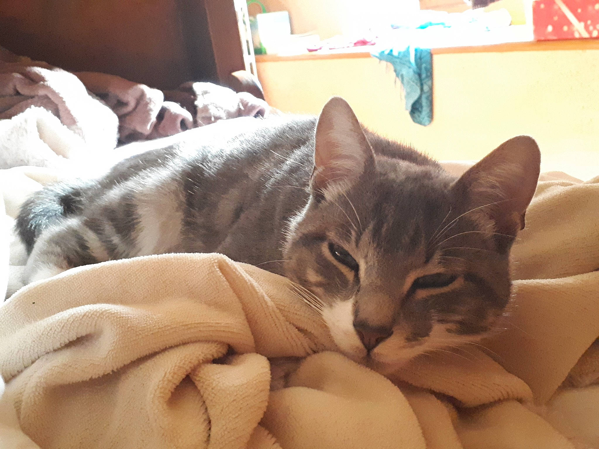 Coton a rejoint le concours — aidez-le/la à gagner de superbes lots ! american_shorthair, asian, australian_mist, burmilla, carnivore, cat, domestic_short_haired_cat, dragon_li, ear, european_shorthair, felidae, fur, kitten, mammal, nap, singapura, skin, small_to_medium_sized_cats, tabby_cat, whiskers