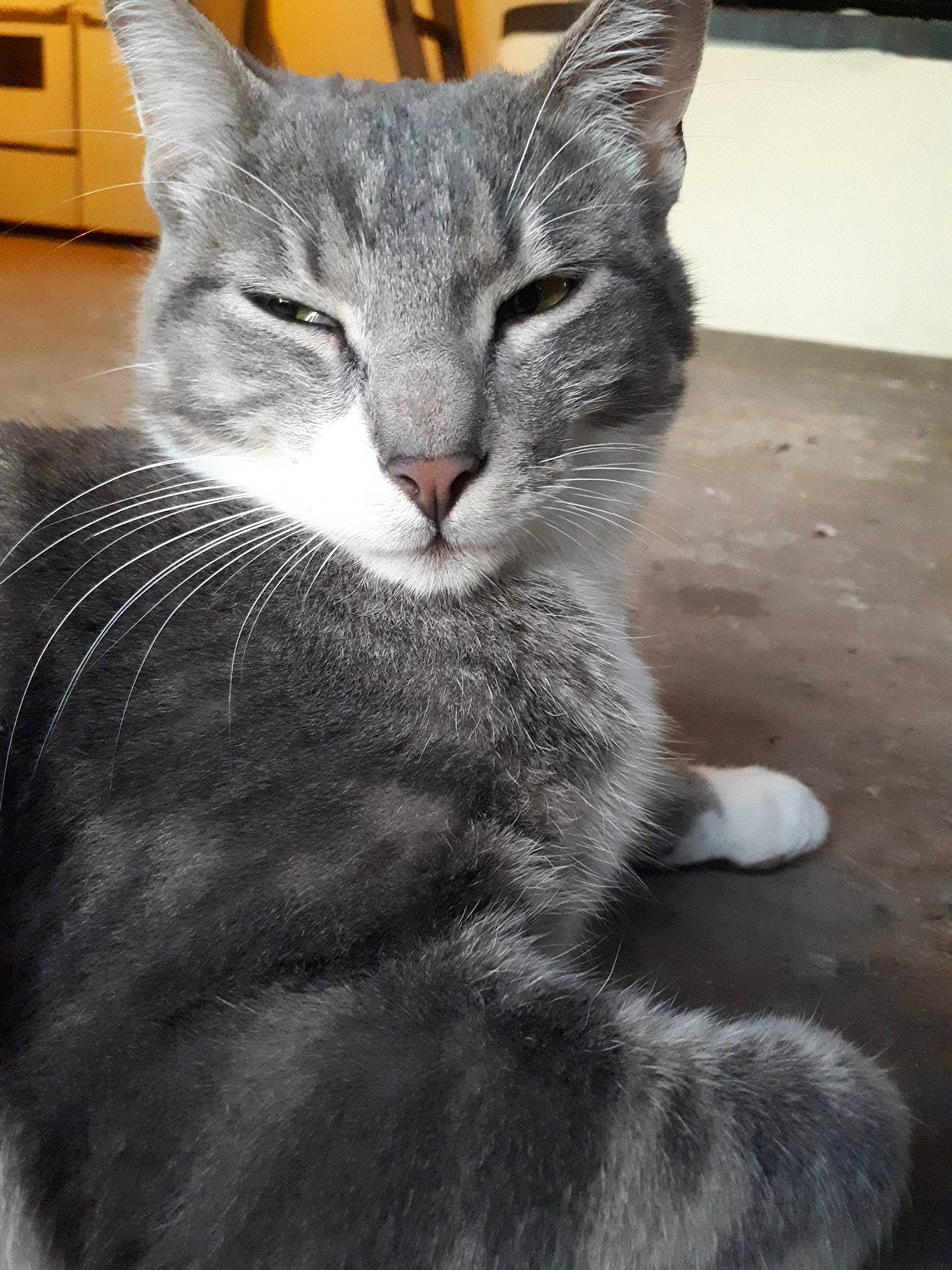 Coton participe au concours pour gagner de l'argent avec cette photo : aegean_cat, american_shorthair, american_wirehair, asian, british_semi_longhair, carnivore, cat, chartreux, domestic_short_haired_cat, european_shorthair, felidae, fur, mammal, nebelung, polydactyl_cat, small_to_medium_sized_cats, snout, tabby_cat, vertebrate, whiskers