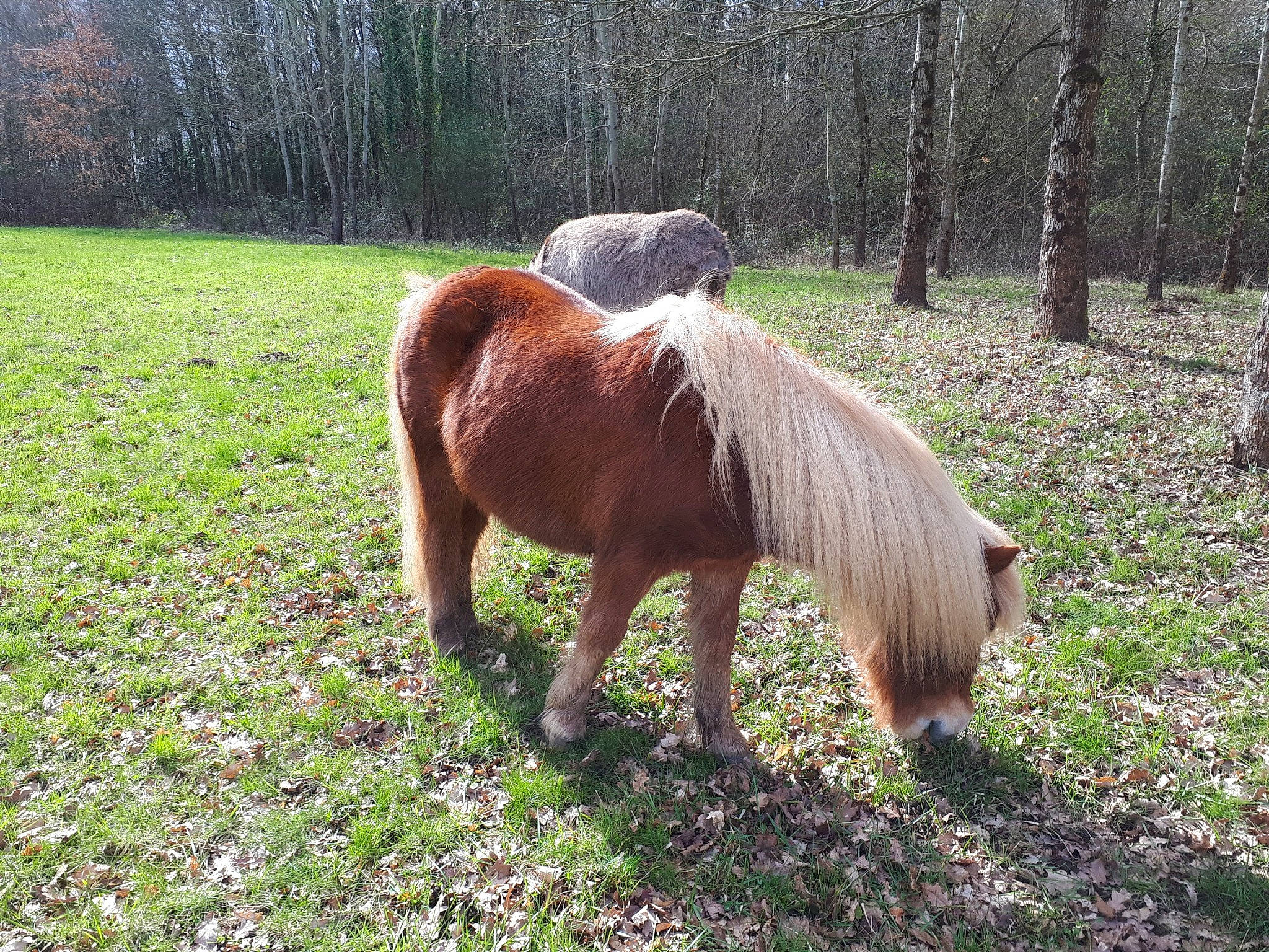 Broutille a rejoint le concours — aidez-le/la à gagner de superbes lots ! foal, grass, grazing, horse, liver, livestock, mammal, mane, mare, meadow, mustang_horse, pasture, plant, pony, shetland_pony, sorrel, stallion, terrestrial_animal, vertebrate, wildlife
