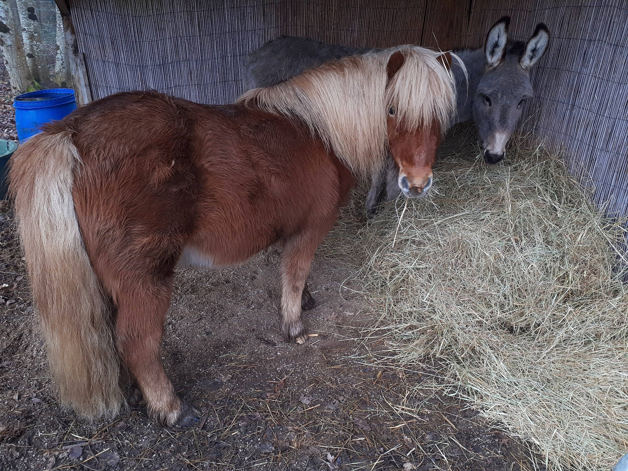 Broutille a rejoint le concours — aidez-le/la à gagner de superbes lots ! colt, foal, horse, liver, livestock, mammal, mane, mare, mustang_horse, pack_animal, pony, shetland_pony, snout, sorrel, vertebrate