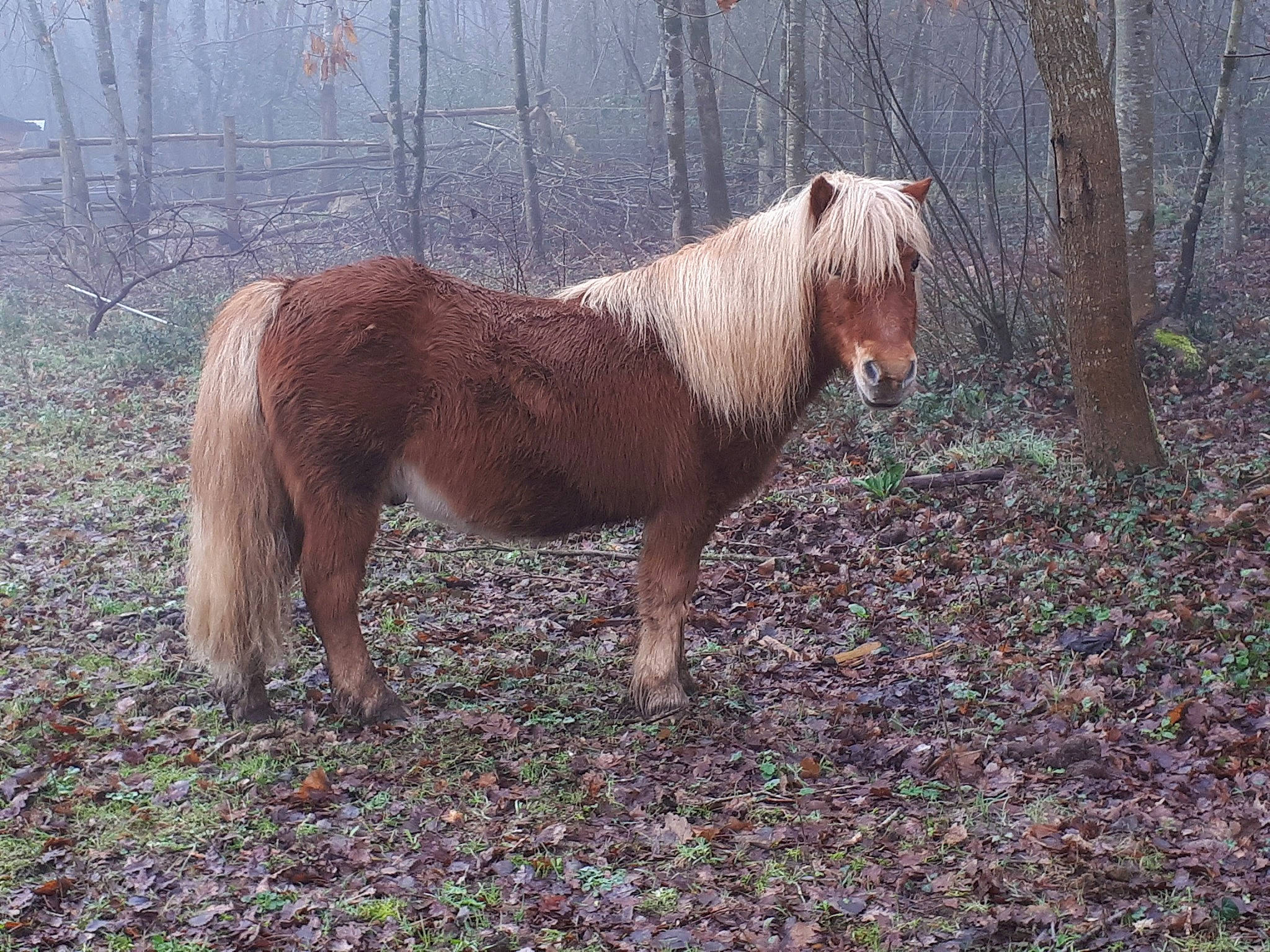 Broutille participe au concours pour gagner de l'argent avec cette photo : horse, liver, livestock, mammal, mane, mare, mustang_horse, pasture, plant, pony, shetland_pony, sorrel, stallion, terrestrial_animal, vertebrate, wildlife