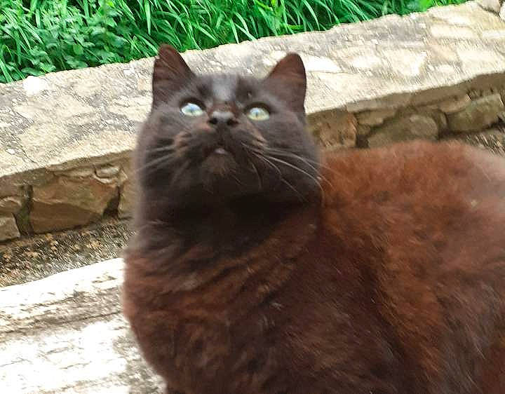 Bouba a rejoint le concours — aidez-le/la à gagner de superbes lots ! asian, asian_semi_longhair, black_cat, british_semi_longhair, british_shorthair, burmese, carnivore, cat, cymric, domestic_long_haired_cat, domestic_short_haired_cat, european_shorthair, felidae, korat, mammal, nebelung, small_to_medium_sized_cats, snout, vertebrate, whiskers