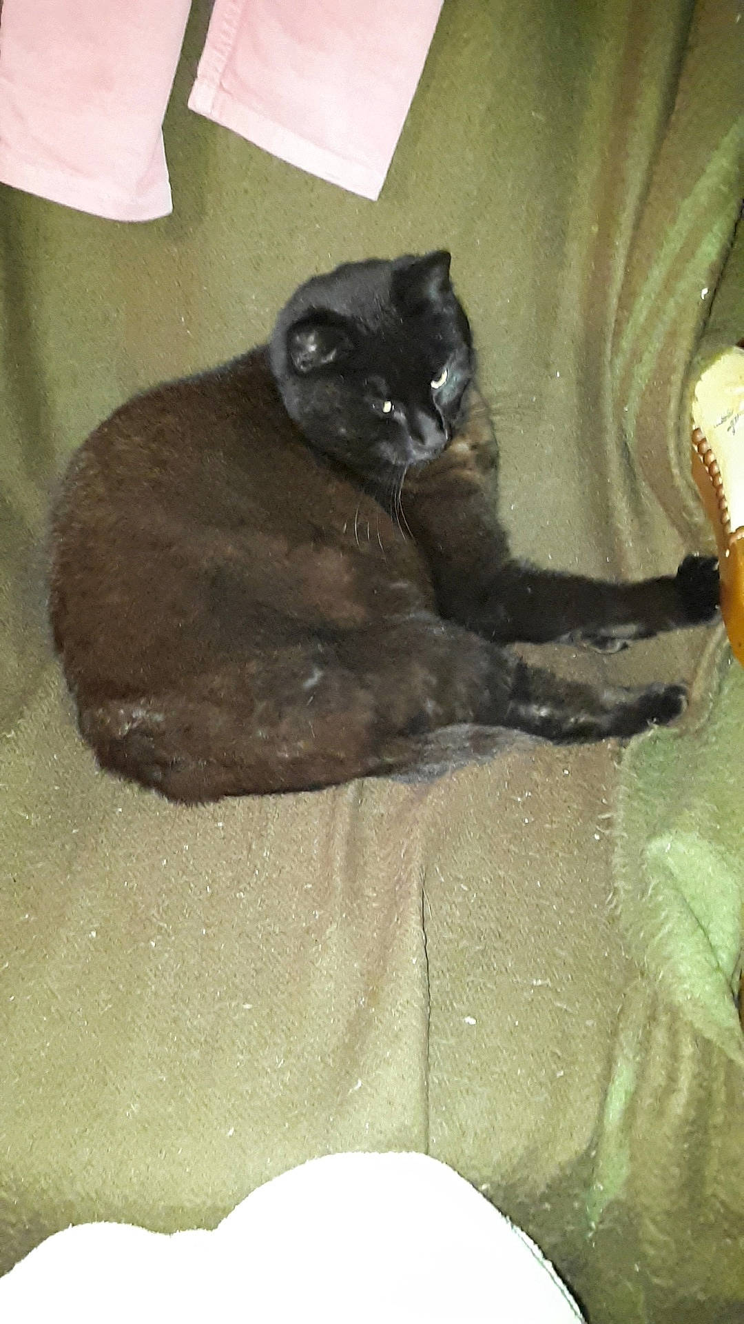 Bouba a rejoint le concours — aidez-le/la à gagner de superbes lots ! black_cat, burmese, carnivore, cat, domestic_short_haired_cat, felidae, korat, small_to_medium_sized_cats, whiskers