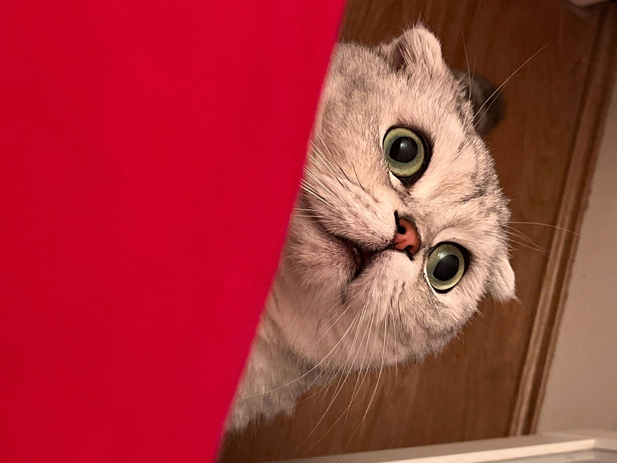 Onyx a rejoint le concours — aidez-le/la à gagner de superbes lots ! beak, bird, bird_of_prey, carnivore, cat, domestic_short_haired_cat, eyelash, fawn, felidae, fur, hardwood, owl, pet_supply, rectangle, screech_owl, small_to_medium_sized_cats, snout, terrestrial_animal, whiskers, wood