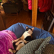 Monroe is registered to the contest to win money with this photo: animal, bean_bag, blanket, blue_cushion, calico_cat, cat, chair, cozy, cushion, decor, furniture, home, indoor, living_room, pattern, pet, pink_blanket, relaxed, relaxing, wooden_floor