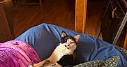 Monroe is registered to the contest to win money with this photo: animal, bean_bag, blanket, blue_cushion, calico_cat, cat, chair, cozy, cushion, decor, furniture, home, indoor, living_room, pattern, pet, pink_blanket, relaxed, relaxing, wooden_floor