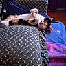 Monroe is registered to the contest to win money with this photo: animal, blanket, calico_cat, cat, colorful, couch, cozy, cushion, ears, feline, fur, home, indoor, patterned_fabric, paw, pet, relaxed, resting, sleeping, whiskers