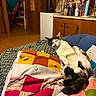 Monroe joined the competition — help win amazing prizes! blanket, calico_cat, cat, colorful, countertop, cozy, dolls, domestic, floor, furniture, home, indoor, lying_down, patchwork, pet, quilt, relaxed, room, sleepy, wooden_cabinets