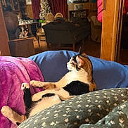 Monroe joined the competition — help win amazing prizes! blanket, blue_blanket, calico_cat, cat, chair, christmas_tree, couch, cozy, decorations, feline, home_interior, indoor, pet, purple_blanket, relaxed, soft_lighting, table, vintage_furniture, window_curtains, wood_paneling