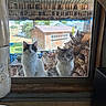 animal, cat, curtain, farm, feline, glass, house, indoor, looking, nature, outdoor, pets, rural, rustic, shed, sunlight, waiting, window, wood, woodpile