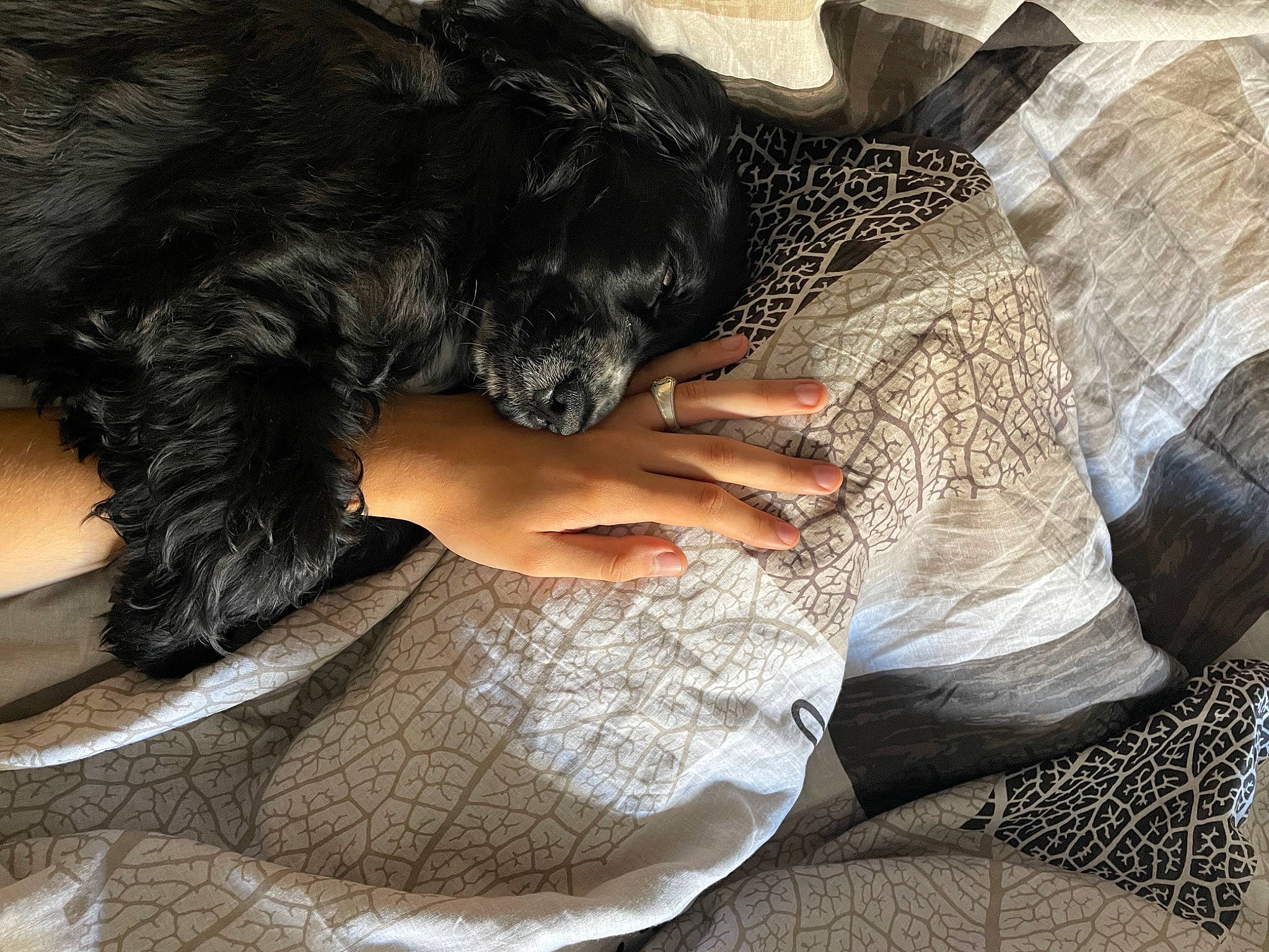 Tessy participe au concours pour gagner de l'argent avec cette photo : bed, bedding, carnivore, comfort, companion_dog, dog, dog_breed, feather, fur, gesture, human_leg, linens, nap, pattern, sitting, sleeve, sporting_group, tail, terrier, thigh