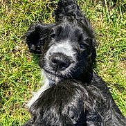 Tessy a rejoint le concours — aidez-le/la à gagner de superbes lots ! adorable, animal, black_and_white, canine, close_up, cute, dog, friendly, fur, grass, happy, lying_down, nature, outdoor, paw, pet, playful, puppy, sunlight, young