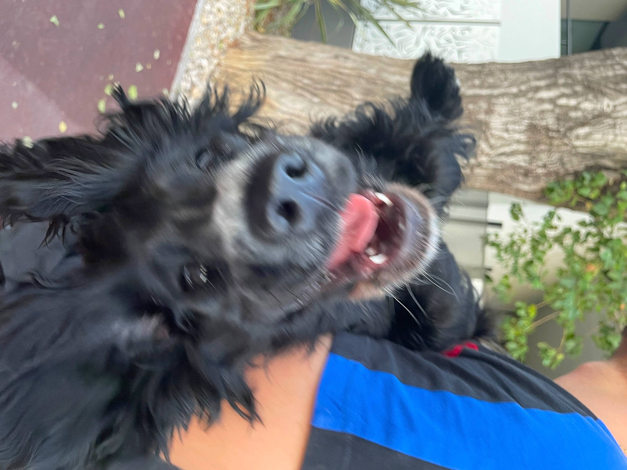 Tessy a rejoint le concours — aidez-le/la à gagner de superbes lots ! canidae, carnivore, companion_dog, dog, dog_breed, ear, fang, felidae, fur, gesture, paw, plant, puppy, small_to_medium_sized_cats, snout, sporting_group, tail, toy_dog, whiskers, working_animal
