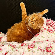 Tigrou participe au concours pour gagner de l'argent avec cette photo : animal, bed, blanket, cat, comfort, cozy, cute, domestic, feline, floral_pattern, fluffy, fur, indoor, orange_cat, paw, pet, relaxing, resting, string, whiskers