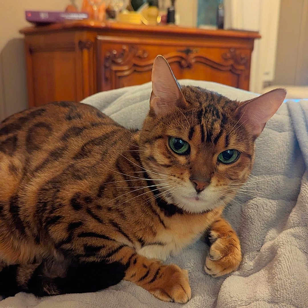 Love a rejoint le concours — aidez-le/la à gagner de superbes lots ! animal, blanket, cabinet, candle, cat, cushion, drawer, face, furniture, head, indoors, interiordesign, lamp, person, pet, photography, plant, portrait, pottedplant, tablelamp