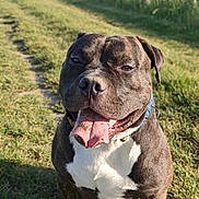 Aïko participe au concours pour gagner de l'argent avec cette photo : animal, canine, collar, daytime, dog, field, friendly, grass, happy, mammal, nature, outdoor, panting, path, pet, sitting, smiling, summer, sunlight, tongue