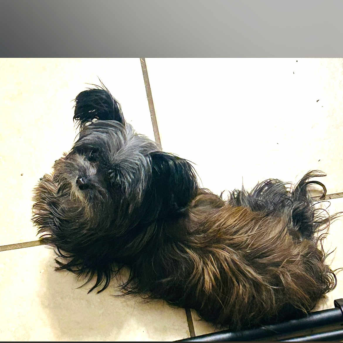 Angel Ford is registered to the contest to win money with this photo: animal, black_fur, brown_fur, companion, curious, cute, dog, domestic_animal, ears, floor, fur, indoor, laying_down, looking_up, pet, scruffy, small_dog, snout, tile, whiskers
