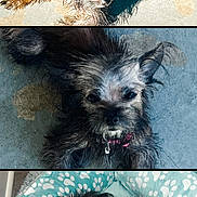 Angel Ford joined the competition — help win amazing prizes! dog, wet_dog, scruffy, pet_bed, paw_prints, concrete_floor, close_up, animal, cute, fur, laying_down, indoor, portrait, pet, small_dog, sleepy, curious, collar, resting, adorable