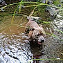 Urus participe au concours pour gagner de l'argent avec cette photo : animal, canine, daylight, dog, forest, grass, greenery, muddy_water, nature, outdoor, pet, playful, river, rocks, shallow_water, stream, summer, water, wet, wildlife