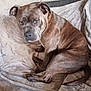 Urus participe au concours pour gagner de l'argent avec cette photo : animal, blanket, brindle, canine, comfort, companion, couch, cozy, dog, ears, face, fur, home, indoor, looking, pet, relaxation, sitting, snout, tail