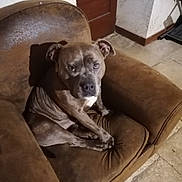 Urus participe au concours pour gagner de l'argent avec cette photo : animal, armchair, brindle, brown_furniture, calm, canine, comfortable, cozy, dog, domestic, door, floor, home, indoor, looking_at_camera, pet, portrait, seated, tile_floor, wall