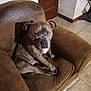 animal, armchair, brindle, brown_furniture, calm, canine, comfortable, cozy, dog, domestic, door, floor, home, indoor, looking_at_camera, pet, portrait, seated, tile_floor, wall