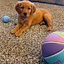 Mya is registered to the contest to win money with this photo: animal, ball, brown, carpet, companion, cozy, cute, dog, domestic_animal, fur, golden_retriever, home, indoor, laying_down, mammal, pet, playful, puppy, toy, young