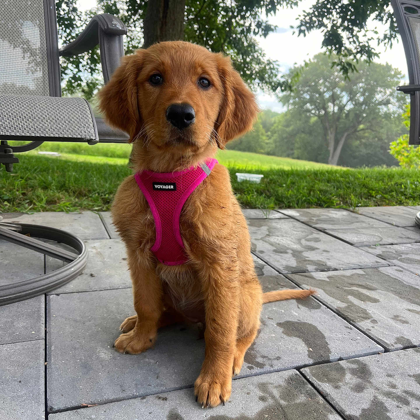 Mya is registered to the contest to win money with this photo: animal, backyard, canine, chair, cute, daytime, dog, golden_retriever, grass, nature, outdoor, patio, pet, pink_harness, puppy, sitting, summer, trees, wet_ground, young_dog