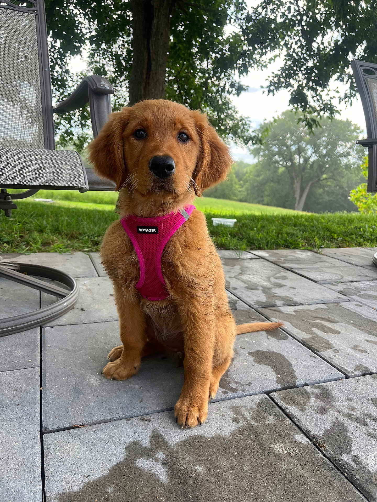Mya
