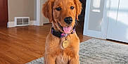 Mya joined the competition — help win amazing prizes! animal, collar, cute, dog, door, floor, golden_retriever, home_interior, indoor, pet, portrait, puppy, rug, shadow, sitting, tag, tongue_out, vent, wall, wood_floor