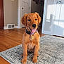 animal, collar, cute, dog, door, floor, golden_retriever, home_interior, indoor, pet, portrait, puppy, rug, shadow, sitting, tag, tongue_out, vent, wall, wood_floor