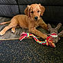 Mya joined the competition — help win amazing prizes! brown_fur, carpet, couch, cute, dog, domestic_animal, floor, furniture, golden_retriever, indoor, looking_at_camera, lying_down, pet, playful, plush_toy, puppy, rope_toy, toy, wooden_floor, young_dog