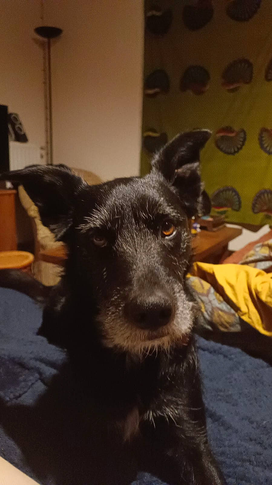 Swing participe au concours pour gagner de l'argent avec cette photo : canidae, carnivore, companion_dog, dog, dog_breed, ear, flooring, fur, guard_dog, non_sporting_group, room, snout, sporting_group, terrestrial_animal, whiskers, working_animal