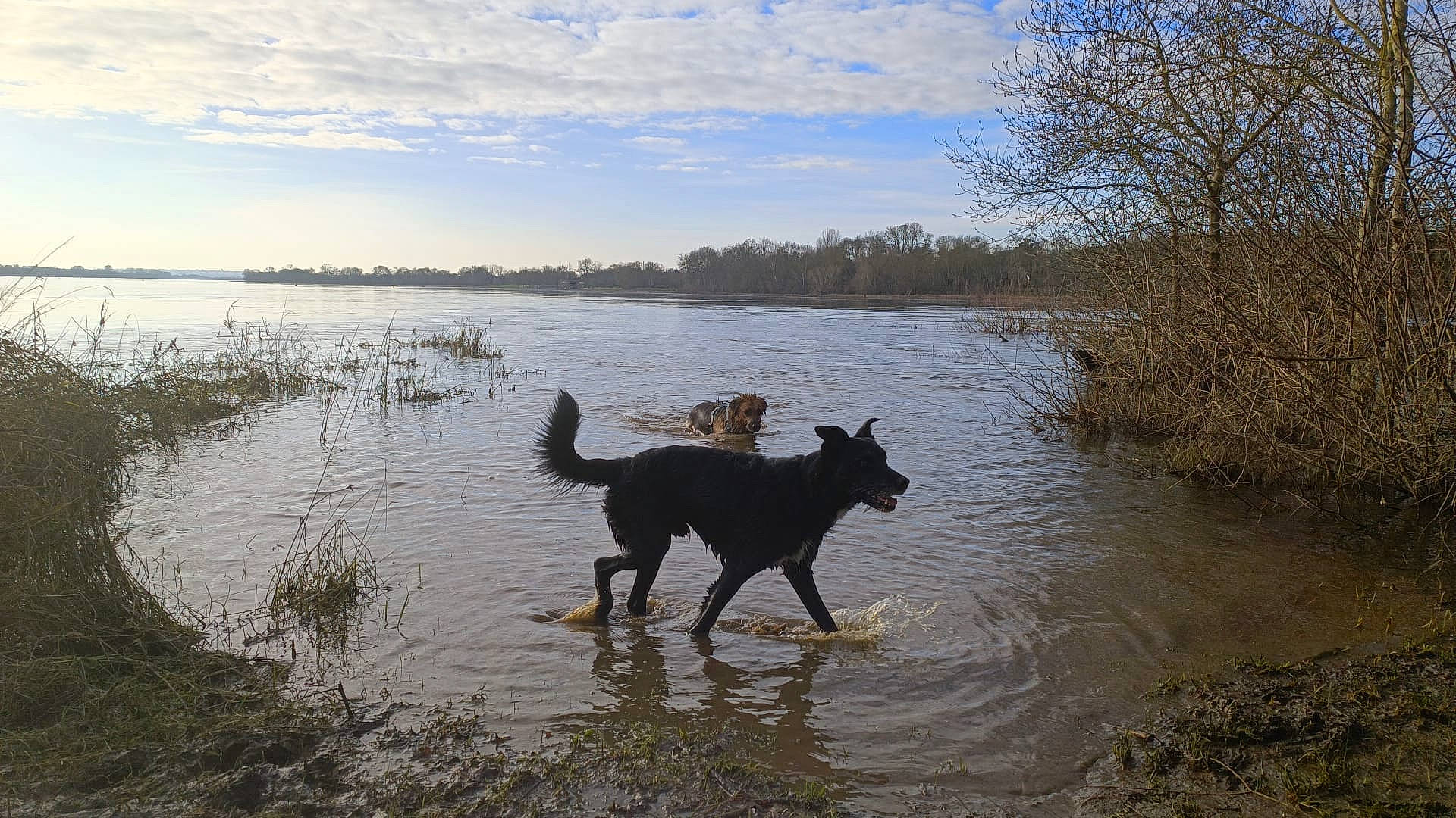 Swing participe au concours pour gagner de l'argent avec cette photo : bank, carnivore, cloud, dog, dog_breed, evening, ford, herding_dog, lacustrine_plain, lake, mammal, natural_landscape, reflection, sky, tree, water, watercourse, wetland, wildlife, working_animal