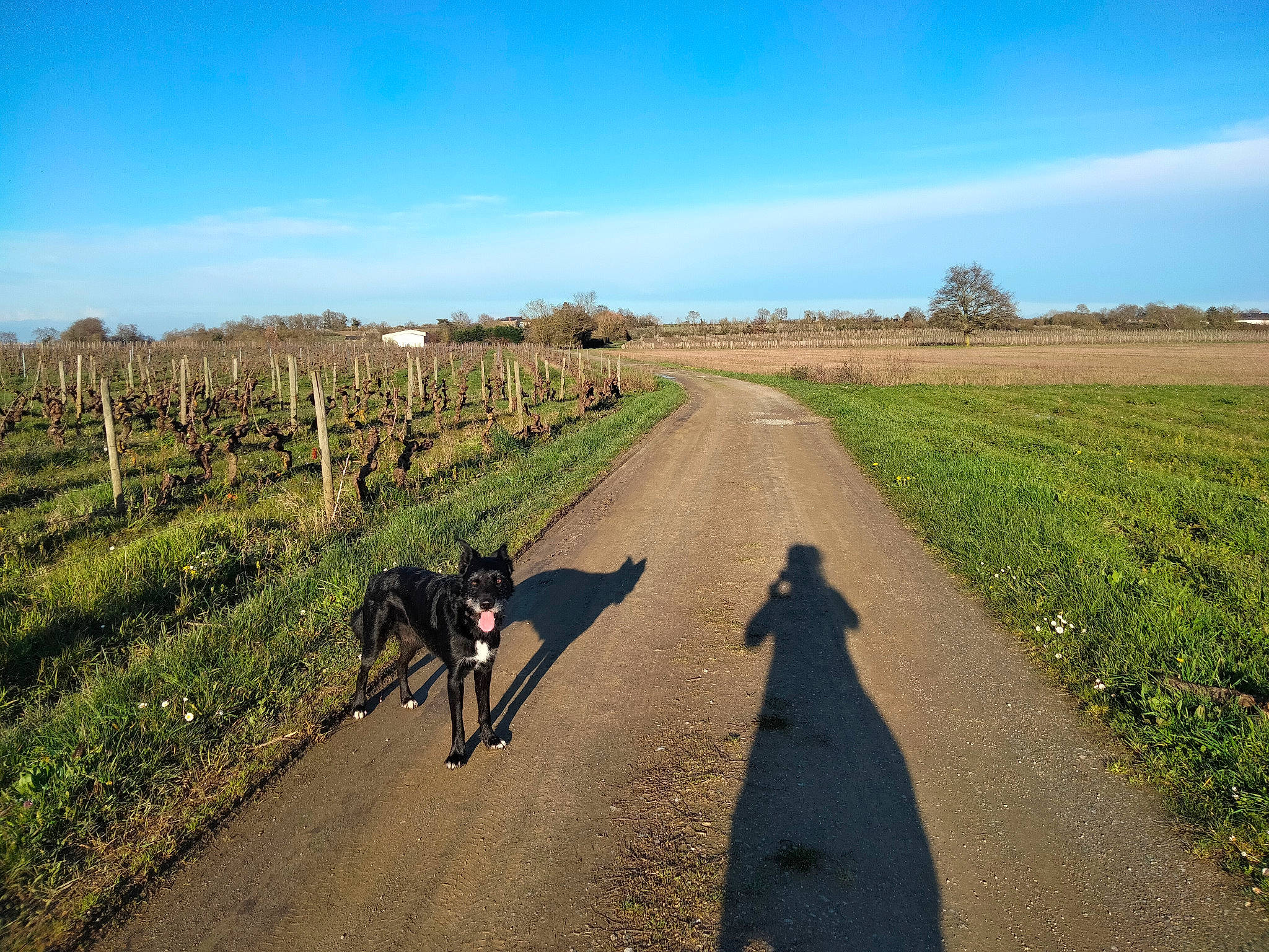 Swing a rejoint le concours — aidez-le/la à gagner de superbes lots ! agriculture, asphalt, carnivore, cloud, dog, dog_breed, fawn, grass, grassland, horizon, land_lot, landscape, meadow, natural_landscape, plant, road, road_surface, sky, tree, working_animal