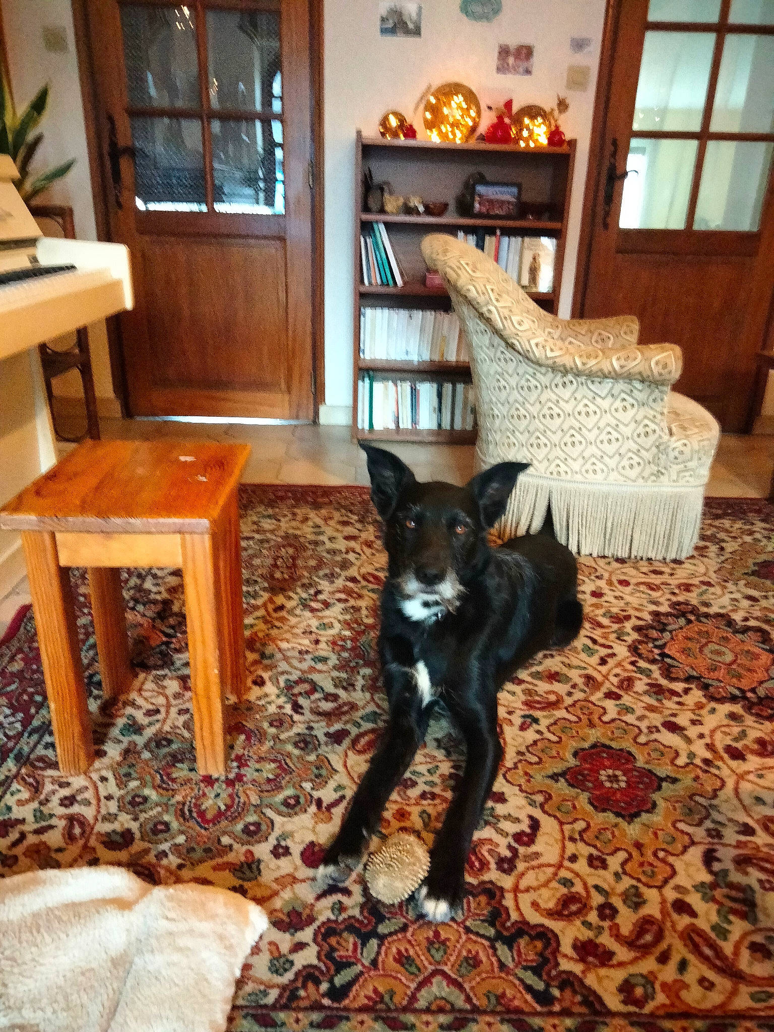 Swing participe au concours pour gagner de l'argent avec cette photo : brown, carnivore, comfort, companion_dog, dog, dog_breed, fawn, felidae, floor, flooring, hardwood, living_room, plant, small_to_medium_sized_cats, snout, table, tail, whiskers, window, wood