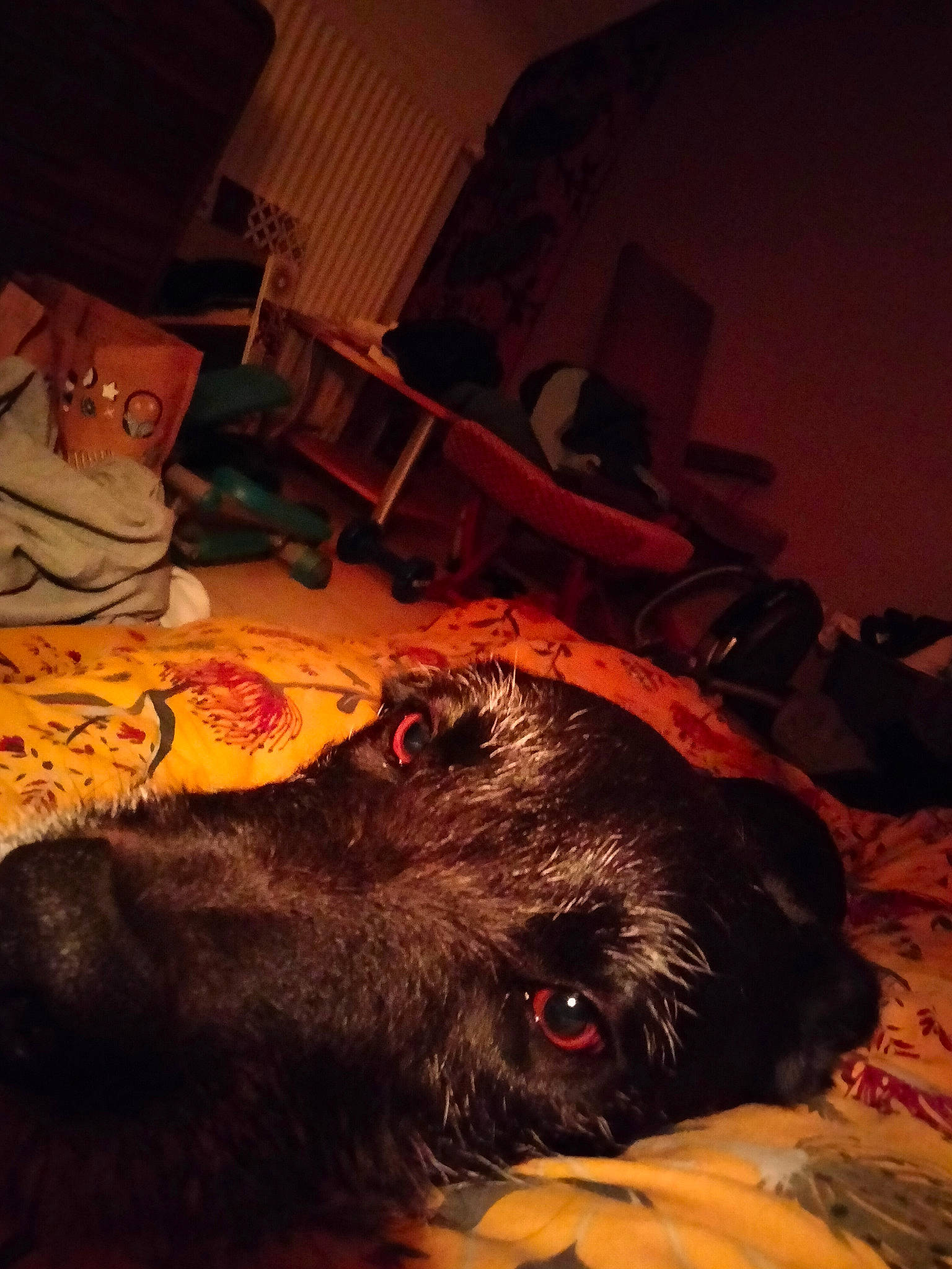 Swing a rejoint le concours — aidez-le/la à gagner de superbes lots ! bed, brown, canidae, carnivore, comfort, companion_dog, darkness, dog, dog_breed, flesh, flooring, fun, fur, guard_dog, houseplant, linens, liver, room, sporting_group, tints_and_shades