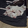 Salem is registered to the contest to win money with this photo: animal, blanket, brown_patch, companionship, cozy, cute, dog, domestic_animal, floor, fur, indoor, lying_down, pet, relaxed, resting, sleeping, snuggling, tile_floor, two_dogs, white_dog