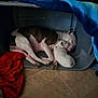 Salem joined the competition — help win amazing prizes! animal, blanket, brown_and_white_dog, companion, cozy, cute, dog, domestic, floor, indoor, kennel, mother_and_puppy, pet, puppy, relaxation, resting, sleeping, snuggling, tile, white_dog